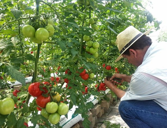 Saiba Como Fazer A Polinização Manual Em Tomates Canal Do Horticultor