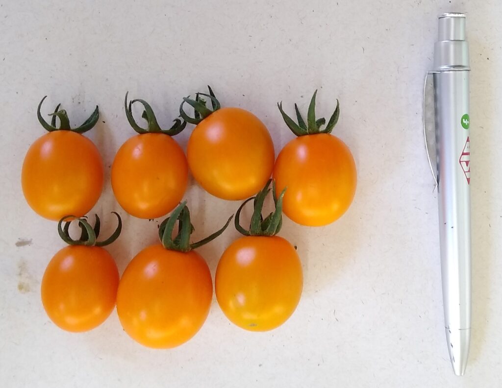 mini tomates catânia