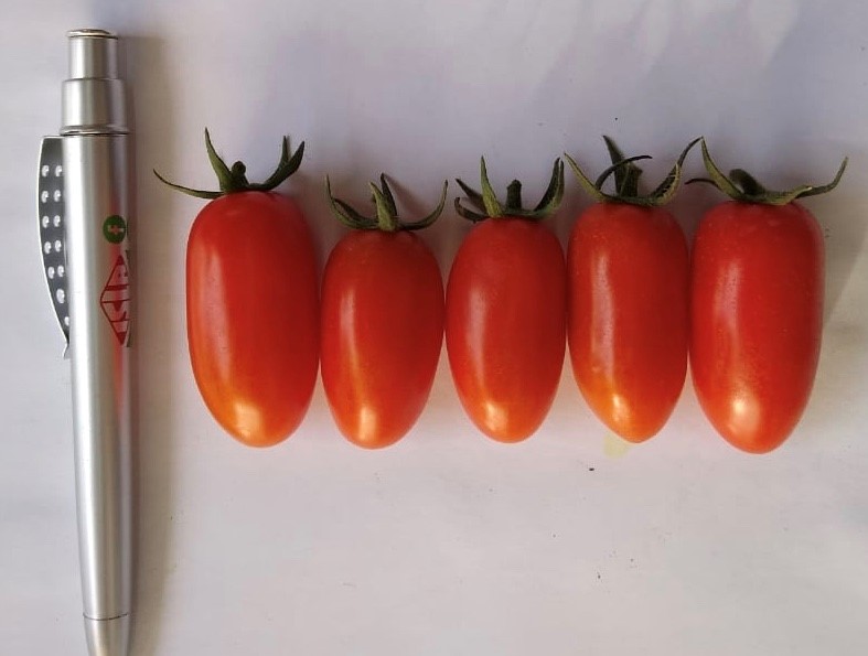 tomate sorbetto