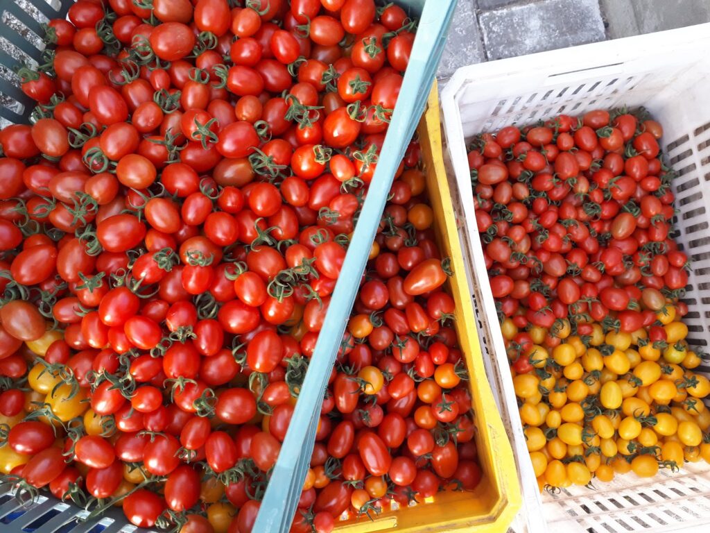 produção de diversos mini tomates