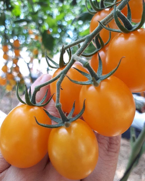 tomate sicilia