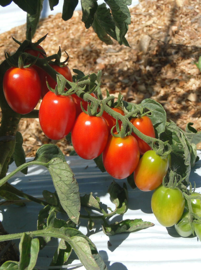 tomate dolcetto