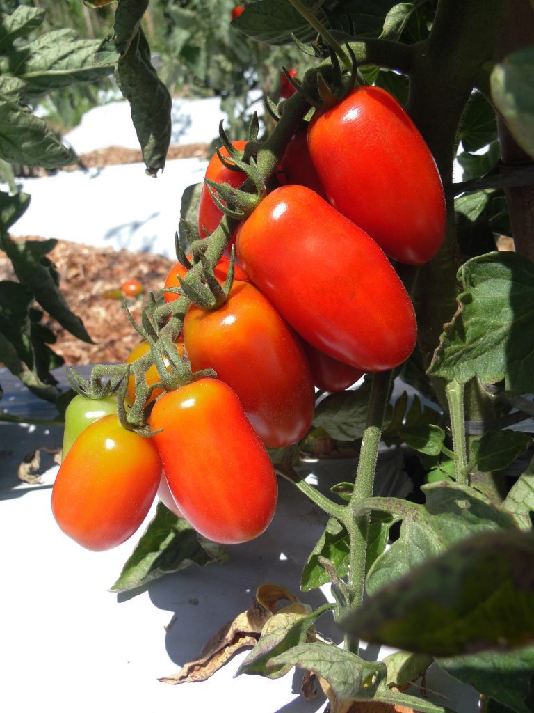 tomate sorbetto