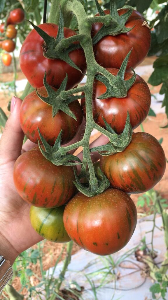 tomate tigre
