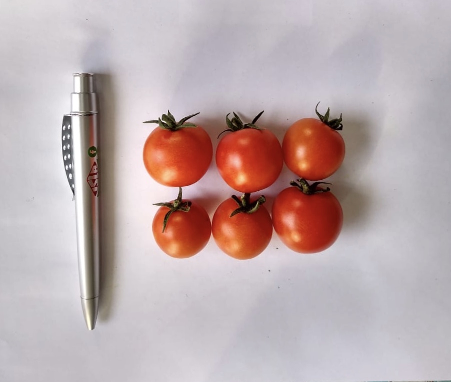 tomate wanda em perspectiva