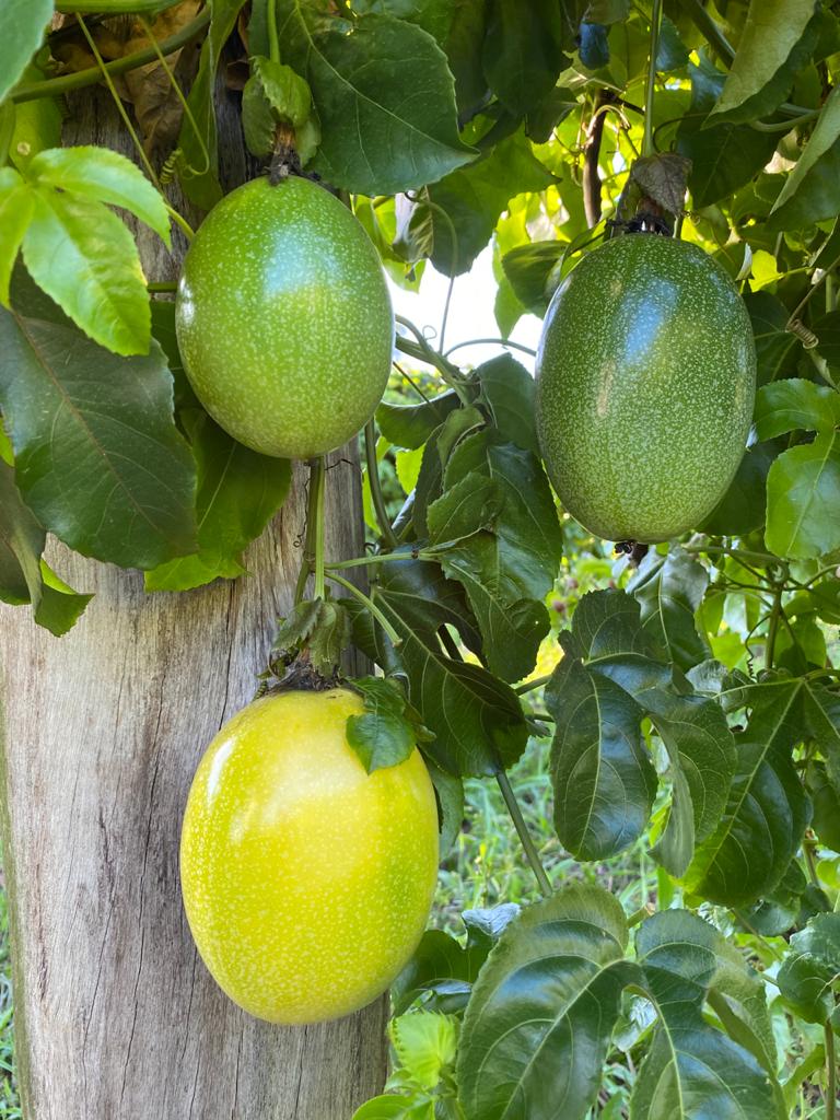 Maracujá: riqueza brasileira - Canal do Horticultor: cases, novidades e ...