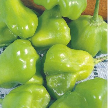 pimentao-cambuci