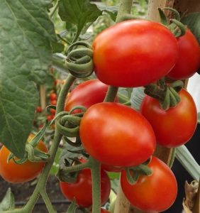tomate-dolcetto-grape
