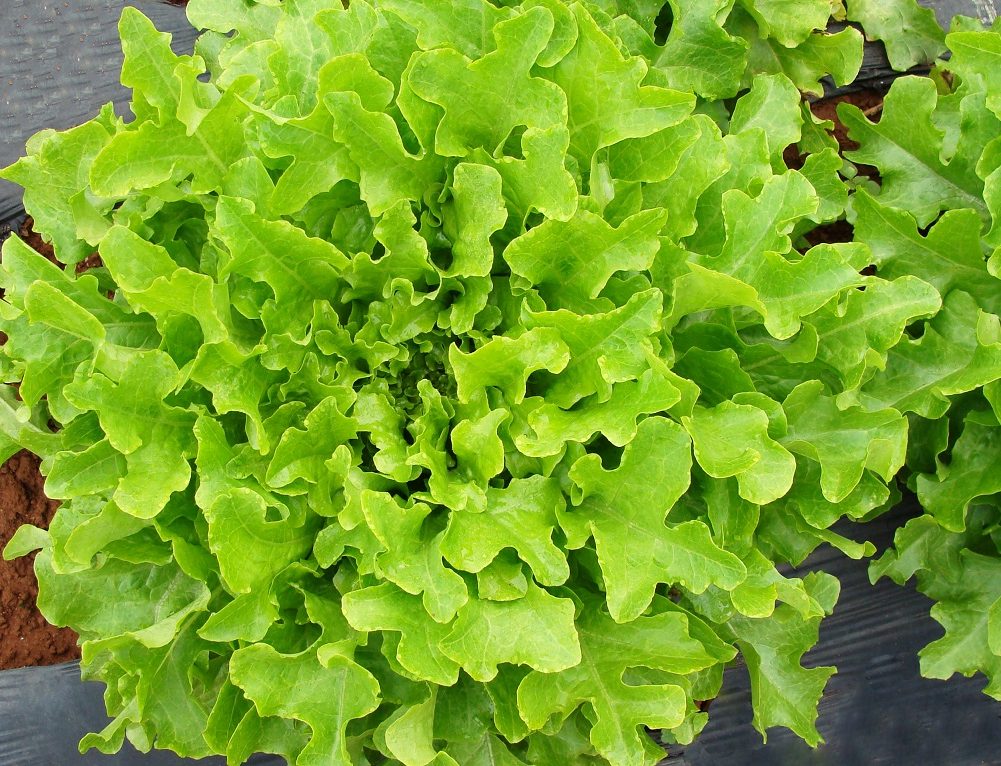 14 variedades de alface para a lavoura Canal do Horticultor cases, novidades e técnicas de manejo 14 variedades de alface para a lavoura Canal do Horticultor cases, novidades e técnicas de manejo