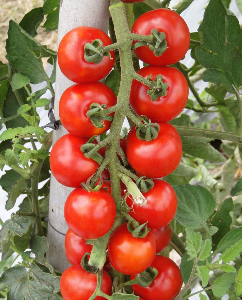 Qual o tipo de tomate mais resistente?