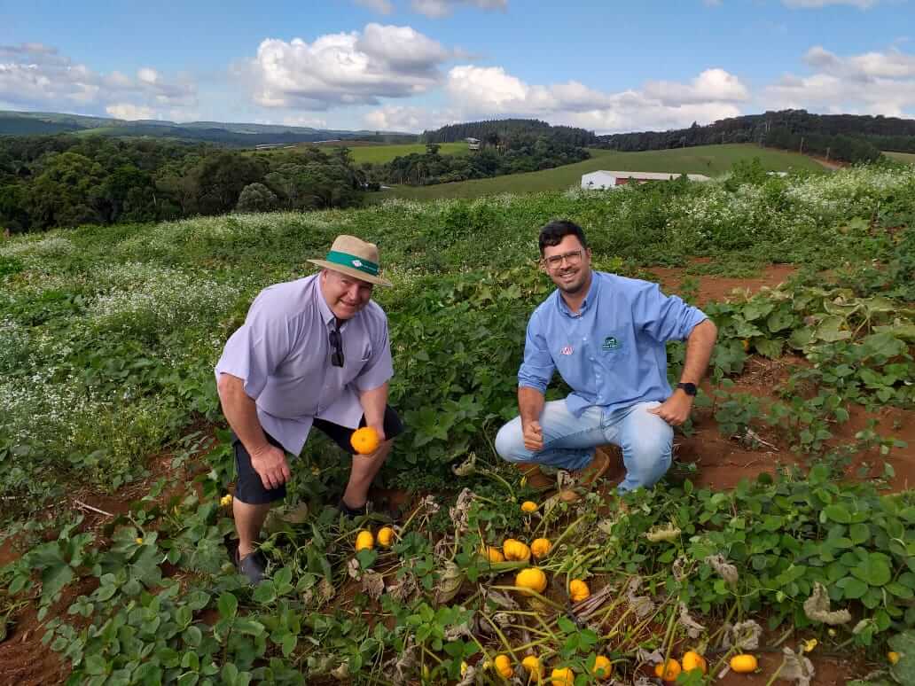 Uma Pilha De Abóboras No Sistema De Abóbora. Campo De Abóboras De