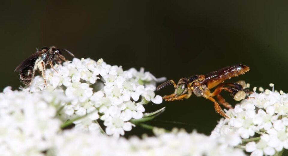 Abelha Jataí em flor de cenoura