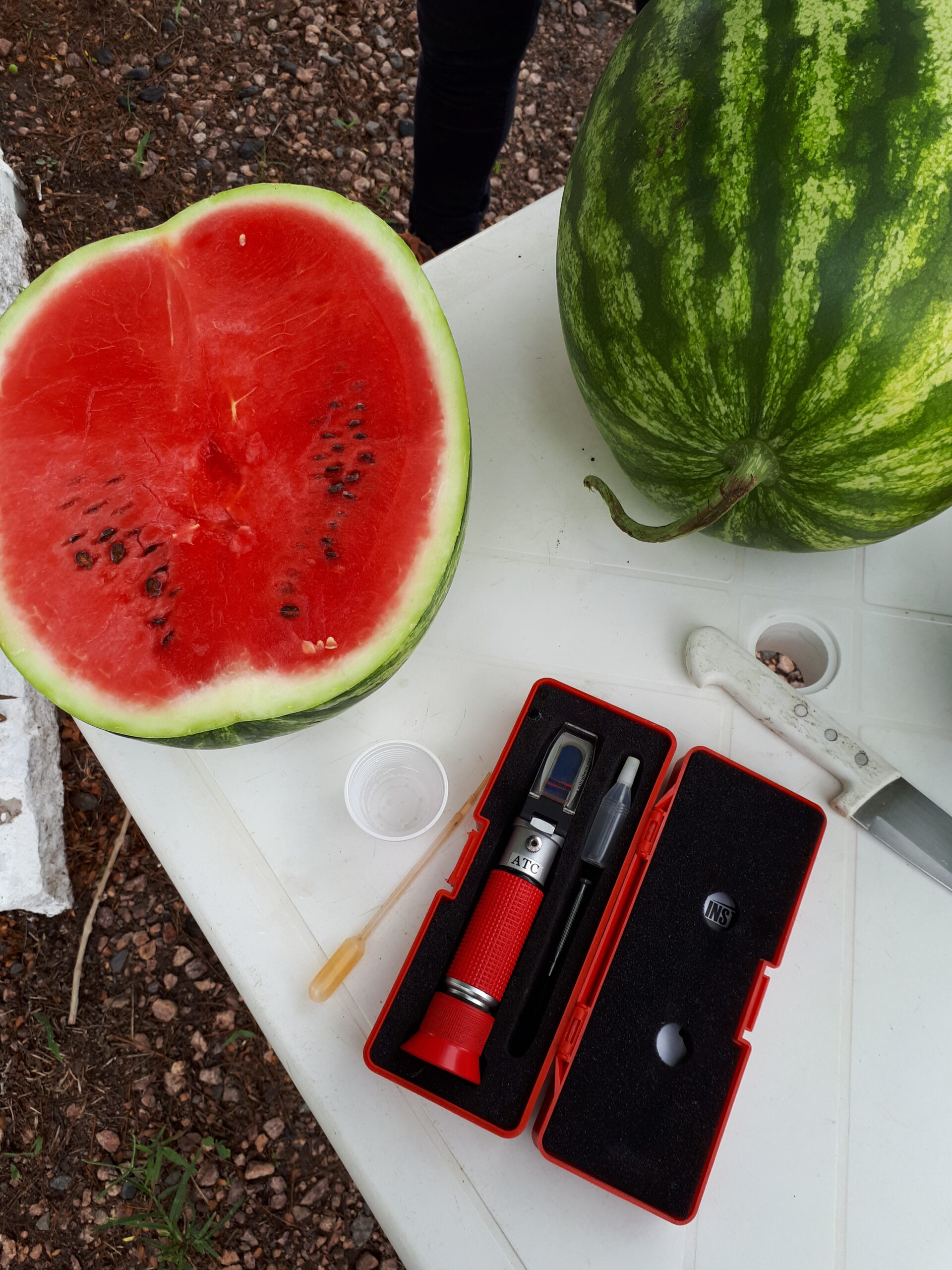 5 formas de identificar o ponto de colheita de melancia