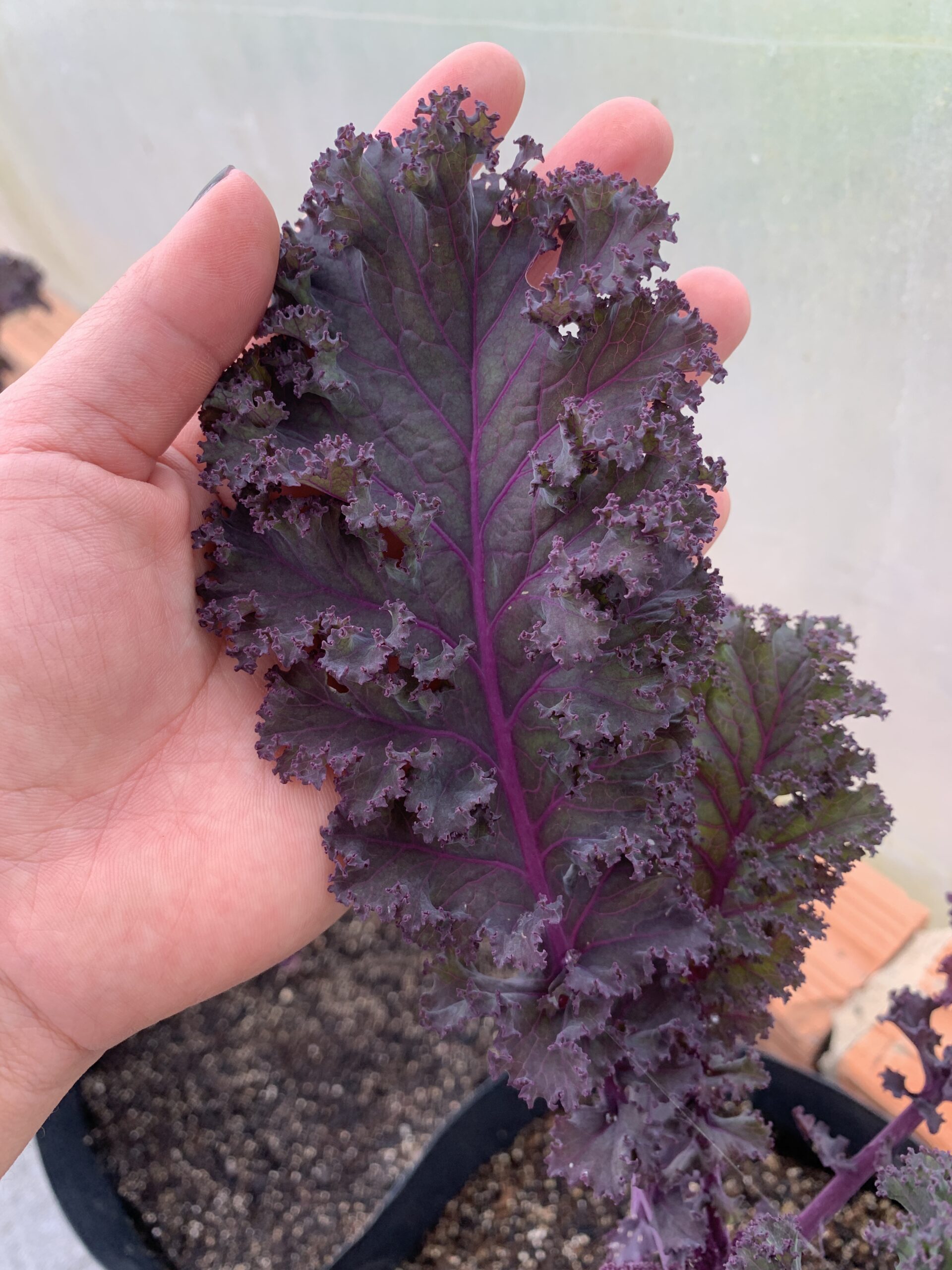 Couve Kale Michigan: Destaque Seu Negócio com Essa Folhosa Diferenciada