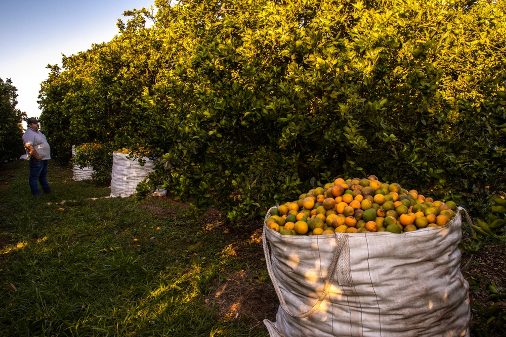 Produção comercial de laranja em Marília - SP