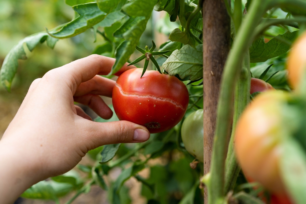 Como Evitar a Rachadura de Frutos no Cultivo de Tomate: Causas e Soluções