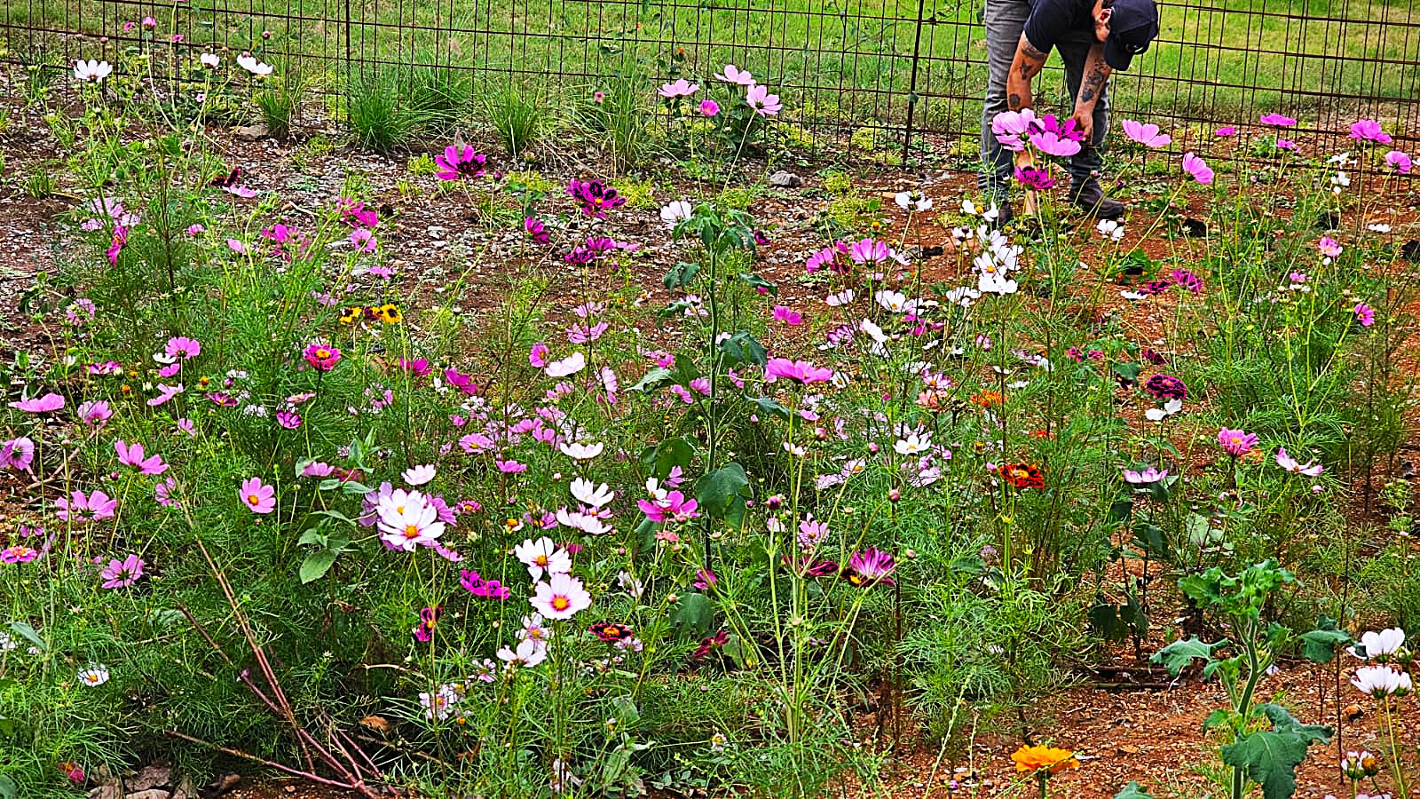 Hidrossemeadura de Flores: inovação no paisagismo