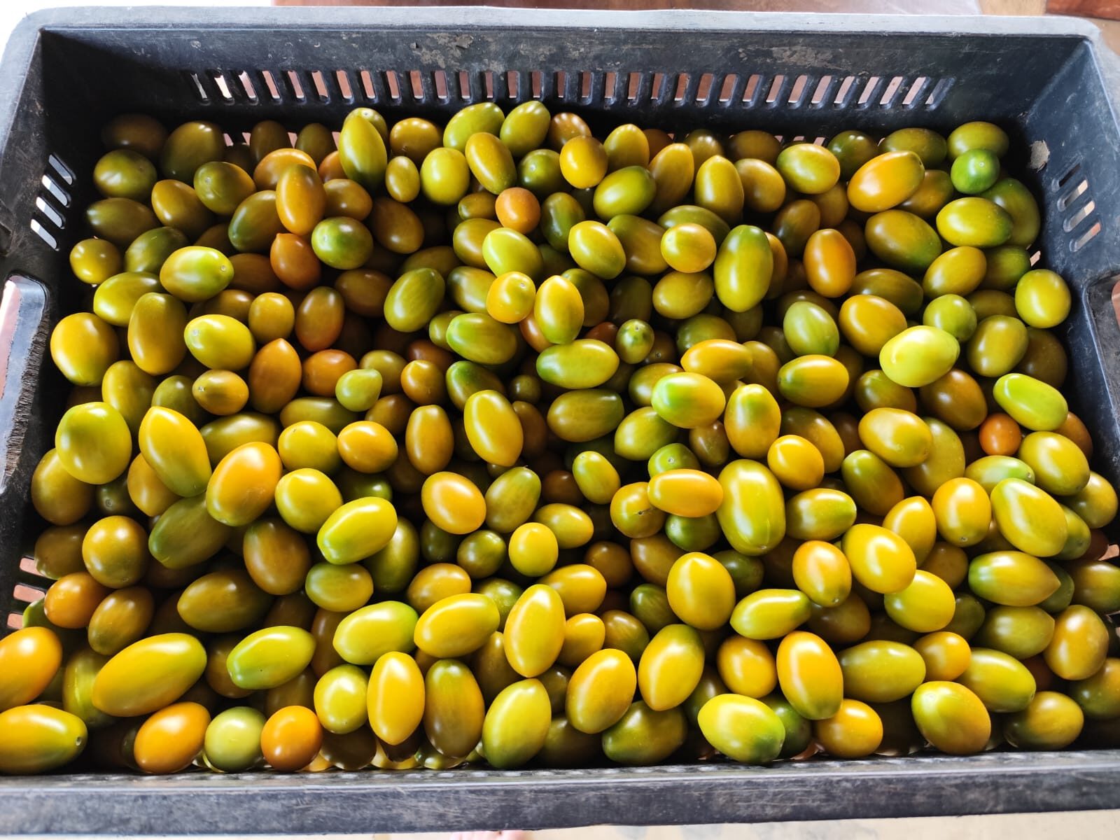 Tomate grape determinado no campo aberto: é possível manter produtividade sem cobertura?