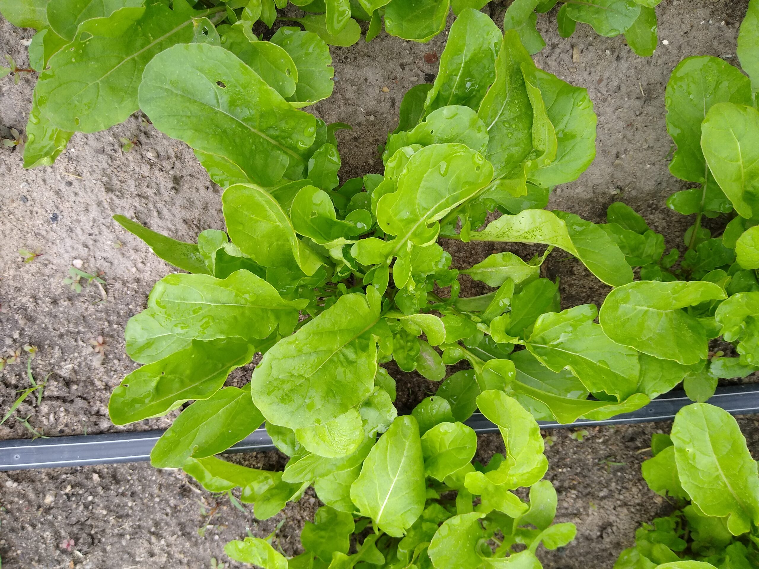 pH ideal para o solo no cultivo de rúcula: como medir e corrigir com calagem ou enxofre
