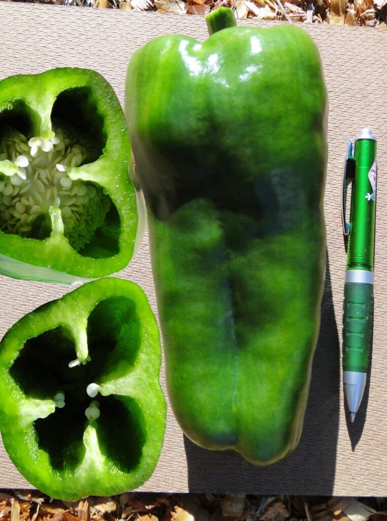 Pimentão Êxito