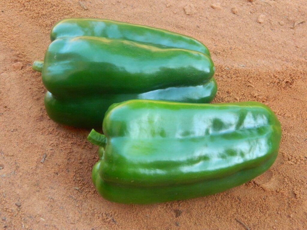 5. Pimentão Híbrido Bárbaro