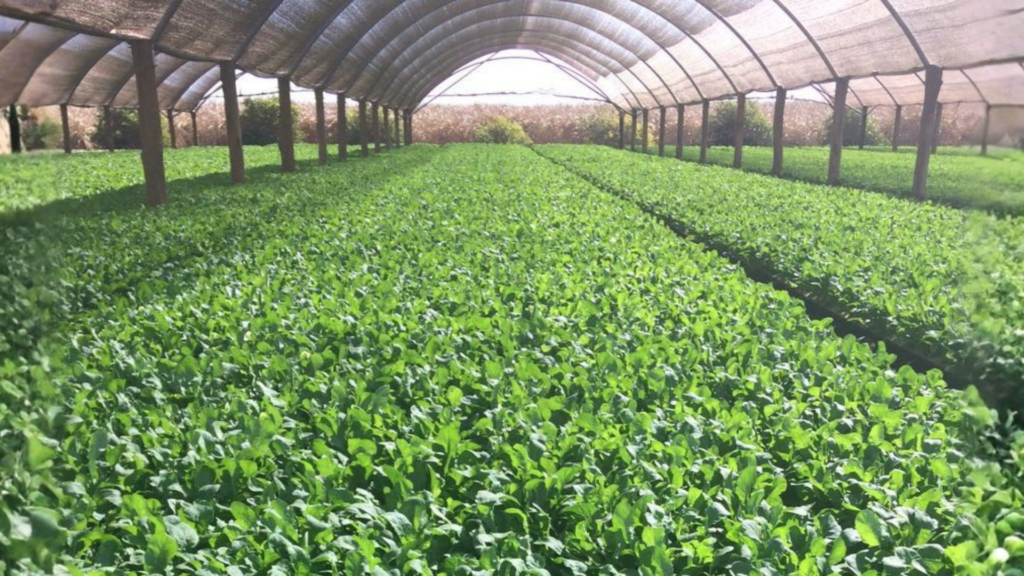 Estufa com plantação hidropônica de rúcula donatella