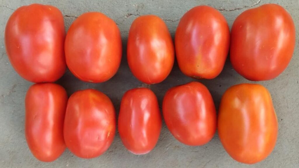 Tomate Giordano (Híbrido Determinado)