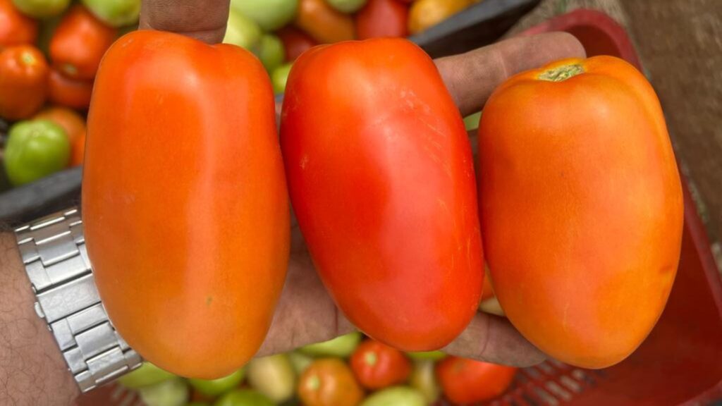 Tomate Ludovico (Híbrido Determinado)