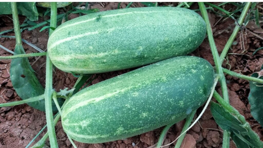 Pepino Caipira para sistema rasteiro