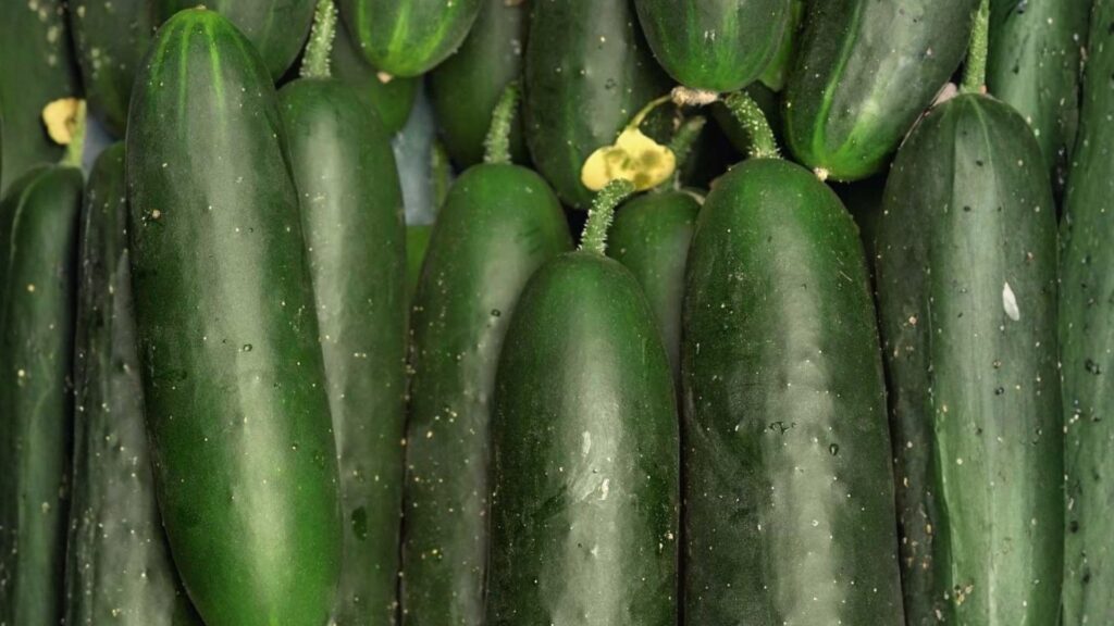 Pepino Verde Comprido tipo Aodai para cultivo tutorado