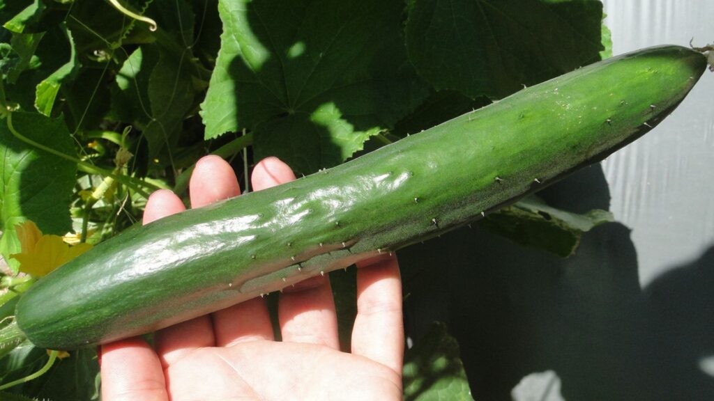 Pepino Japonês tipo Aonaga para estufa