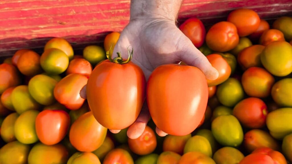 Tomate Lucca (Híbrido Indeterminado)