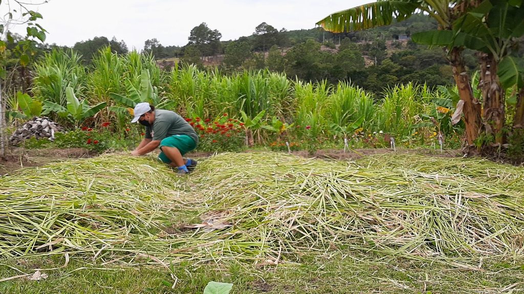 Adubação Verde para Regenerar o Solo
