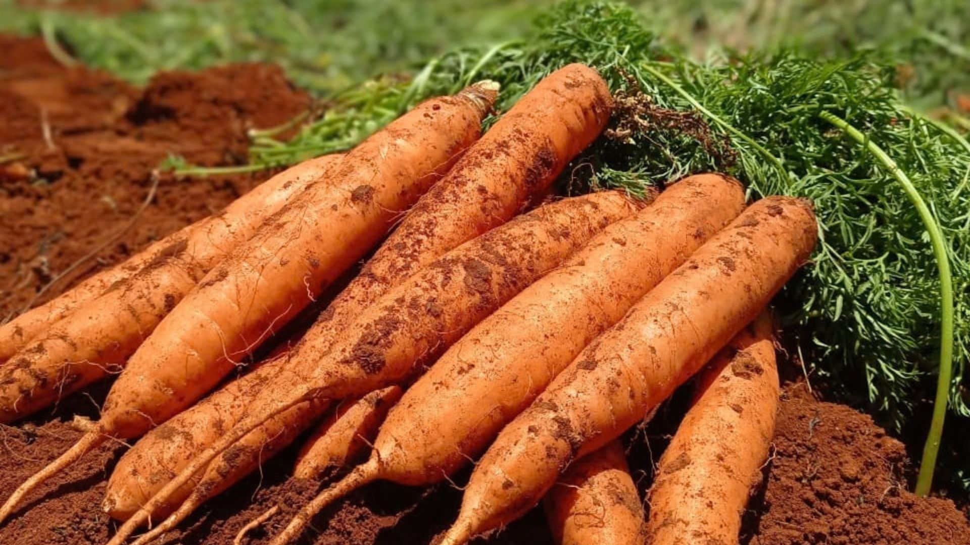 Cenoura BRS Carmela: Preparo de Solo, Adubação e Prevenção de Nematoides