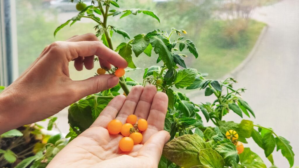 Tomate Mini Laranja Taormina na mão de uma pessoa