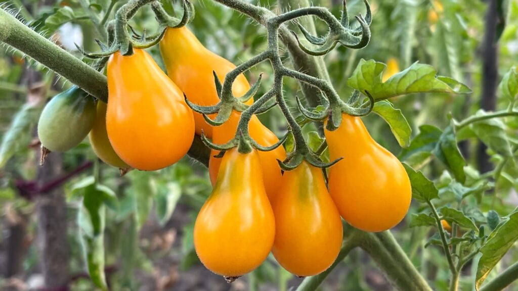 Plantação de Tomate Amarelo Pera Ernesto