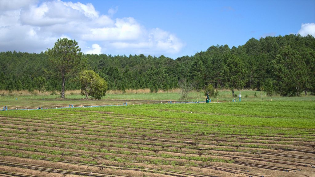 Passo a Passo Técnico de Como Fazer o Manejo da Terra Entressafras
