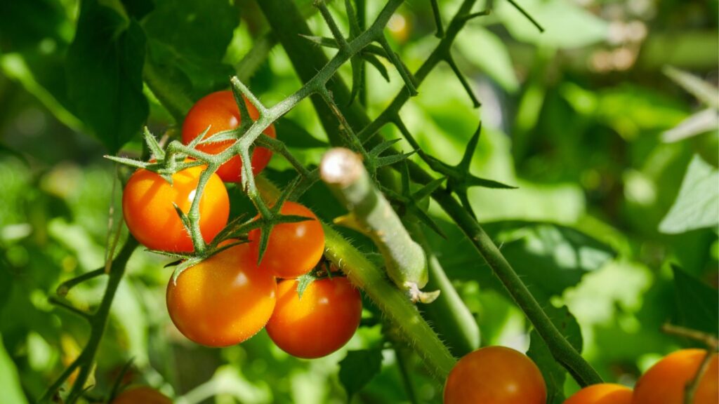 Plantação de Tomate Laranja Cereja Danilo
