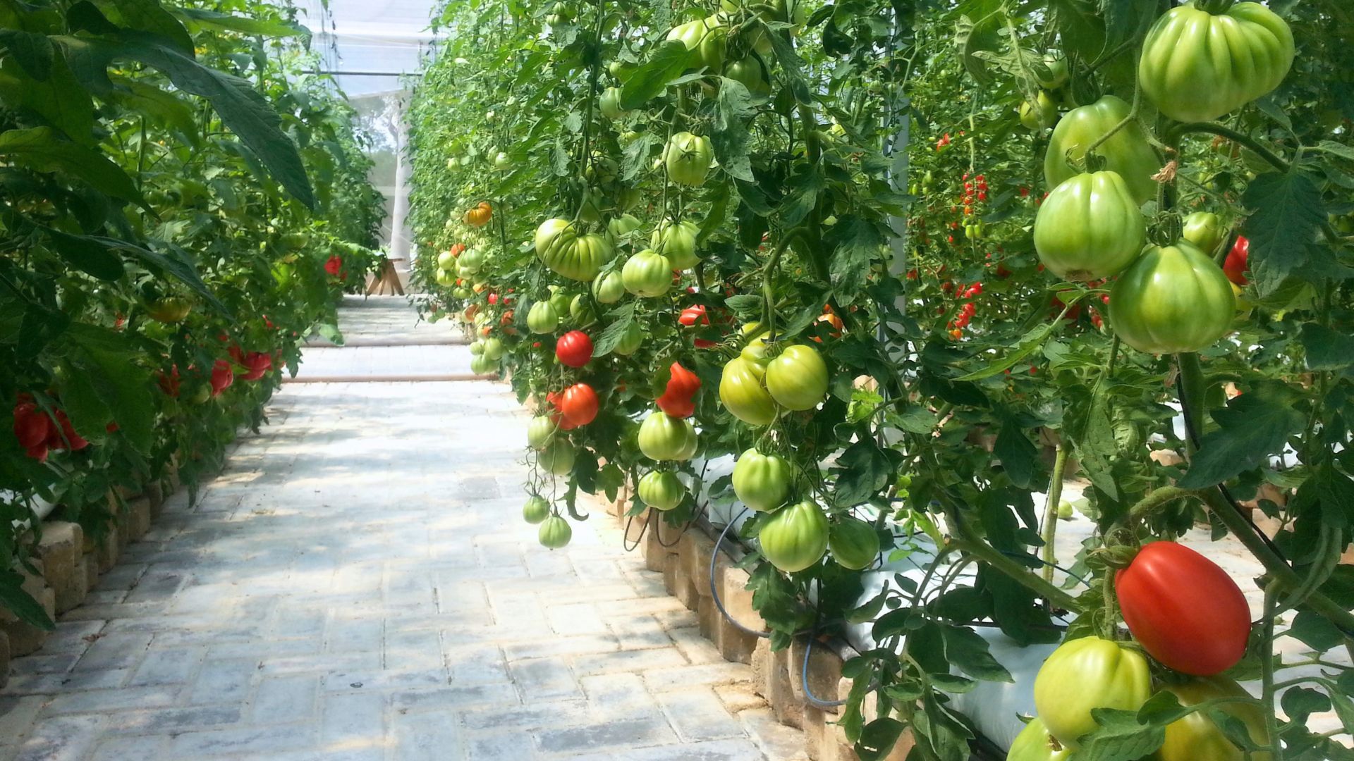 Tomate Pera Sêneca: Condução, Desbrota e Nutrição Cálcica