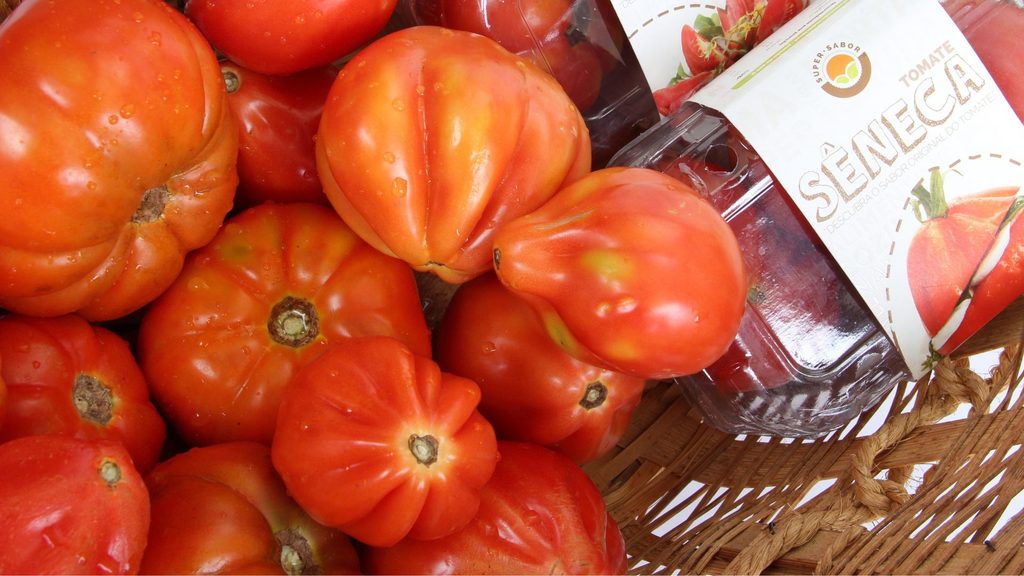 Colheita de Tomate Pera Seneca e Agregar Valor no Mercado Gourmet
