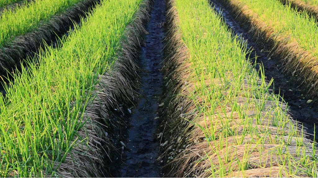 Preparo do Solo e Clima: O Caminho para Touceiras de cebolinha Verde Vigorosas
