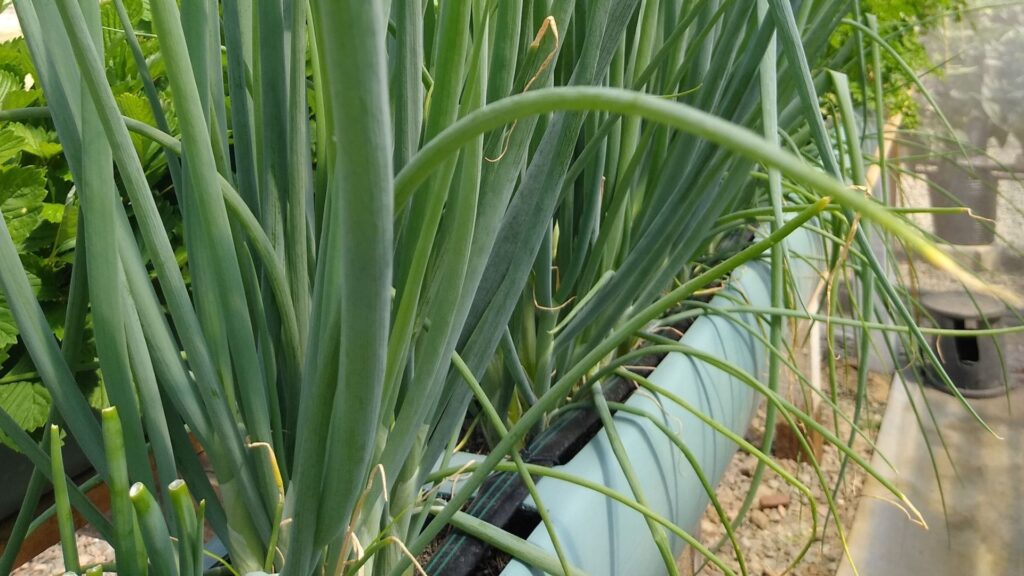 Cultivo de Cebolinha Verde em Hidroponia: Dicas para Acelerar a Produção