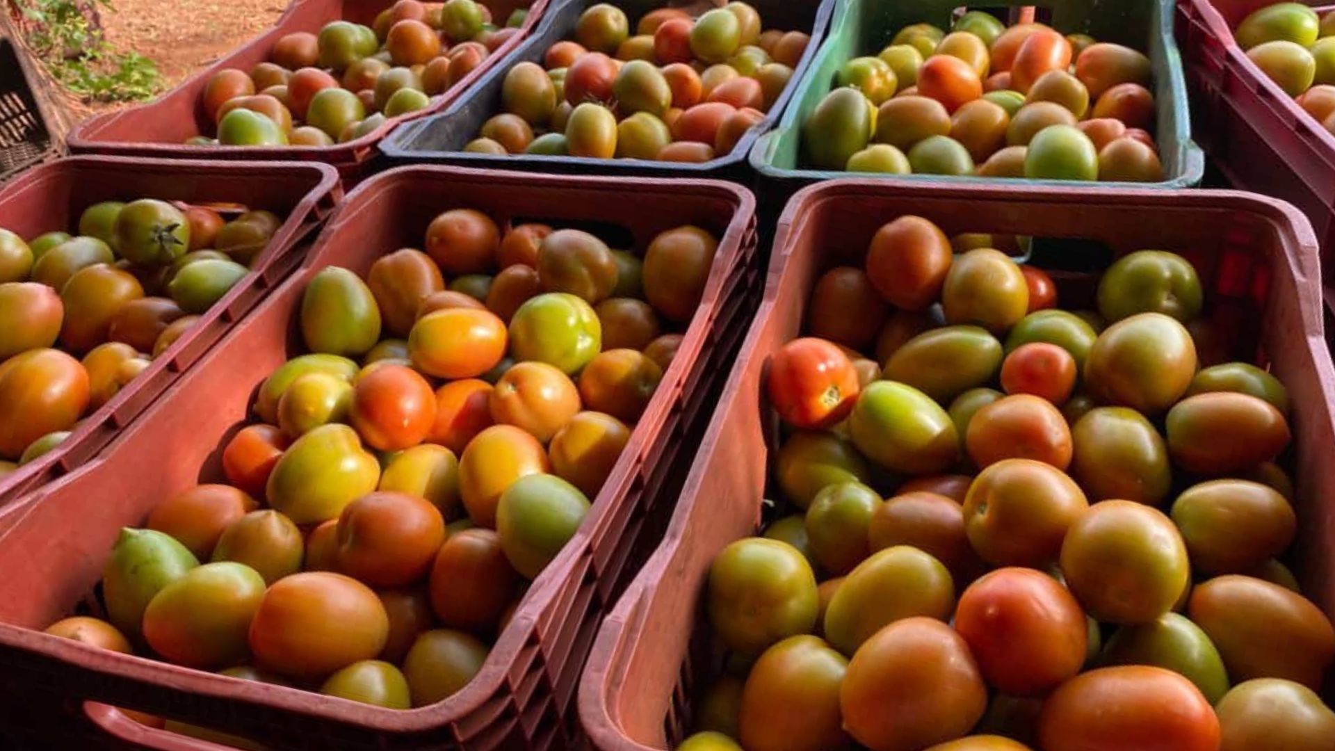 Tomate Saladete Lucca: Alta Produtividade e Sanidade em Urubici (SC)